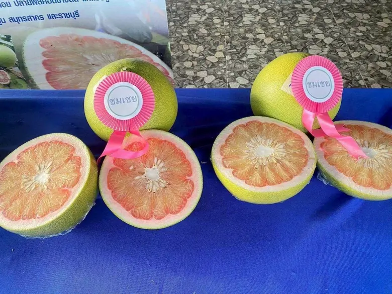 กรมทรัพย์สินทางปัญญา ประกาศ "ส้มโอเวียงแก่น" เป็น GI น้องใหม่