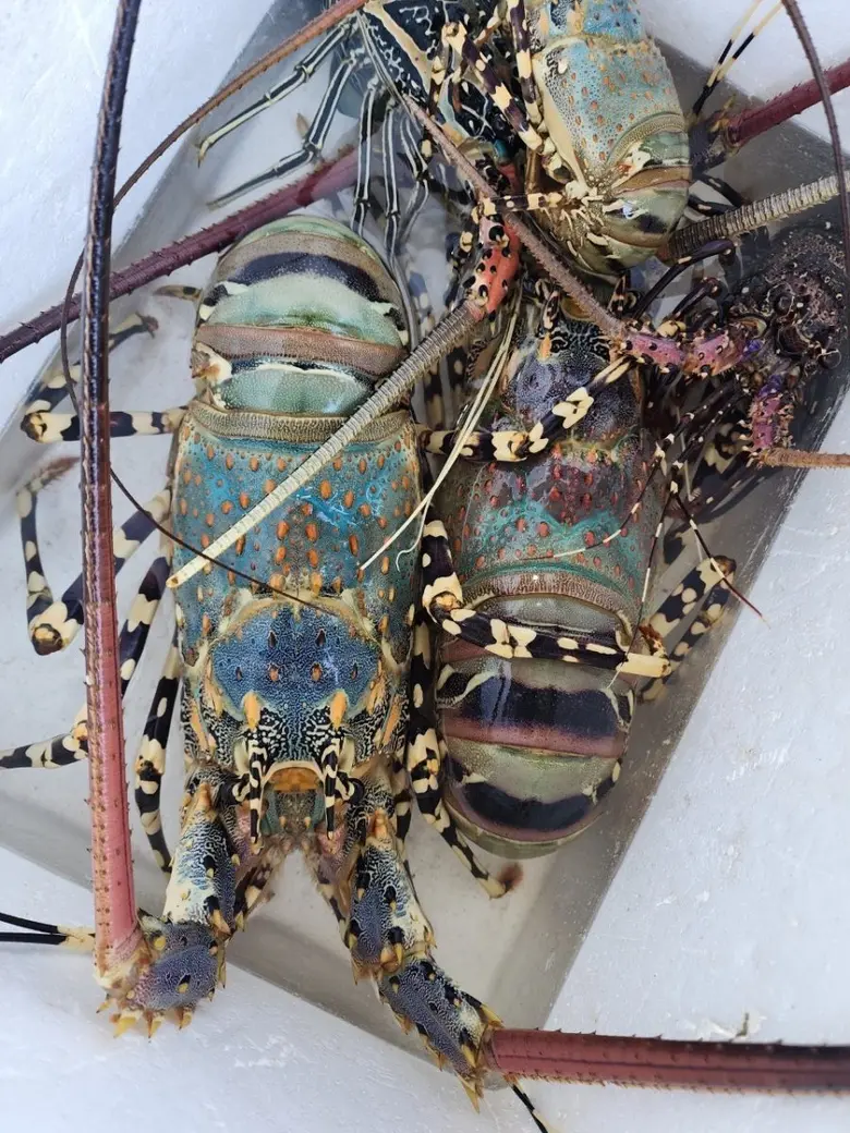 กรมทรัพย์สินทางปัญญา ยก "กุ้งมังกร 7 สีภูเก็ต" เป็น GI น้องใหม่ ชูคุณภาพระดับพรีเมียม สมฉายา "ฟัวกราส์แห่งท้องทะเล" สร้างรายได้เข้าจังหวัดกว่า 65 ล้านบาทต่อปี