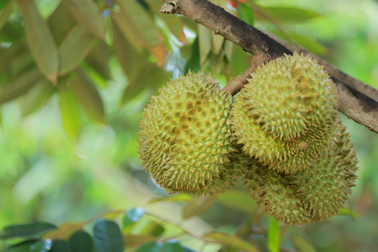 ดีเดย์ฤดูกาลทุเรียนภาคตะวันออก! เกษตรฯ ประกาศวันเก็บเกี่ยว เน้นย้ำกระบวนการผลิตปลอดภัย