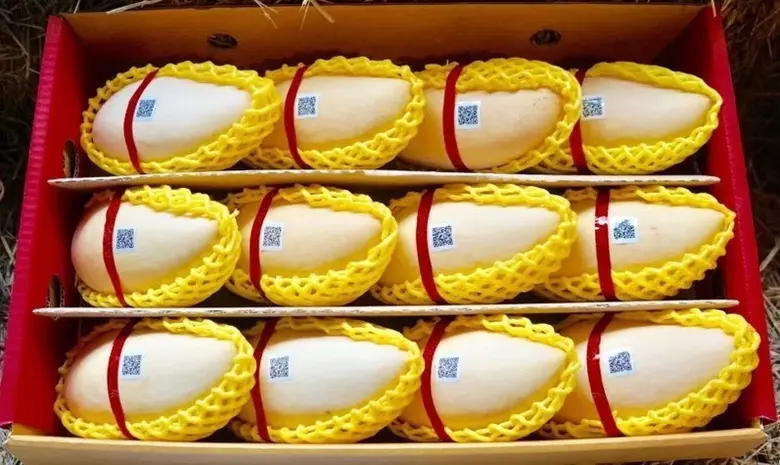 กรมทรัพย์สินทางปัญญา เปิดโผ Top 5 "มะม่วง GI ไทย" มูลค่าสูง ชูจุดแข็งอัตลักษณ์พื้นถิ่นและคุณภาพมาตรฐานโลก สร้างรายได้ยั่งยืนสู่ชุมชน