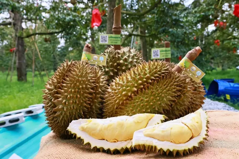 กรมทรัพย์สินทางปัญญา ปลื้ม! ทุเรียน GI ไทยกระแสแรง สร้างมูลค่าการตลาดทะลุ 6.8 หมื่นล้านบาท ชู 5 สุดยอดทุเรียนอัตลักษณ์ แชมป์มูลค่าสูงสุดแห่งปี