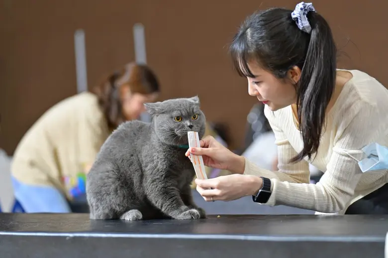 ปักหมุดเตรียมเช็คอิน Thailand Cat Lovers Fair 2026 วันที่ 27-29 มีนาคม 2569 ศูนย์แสดงสินค้าและการประชุม อิมแพ็ค เมืองทองธานี
