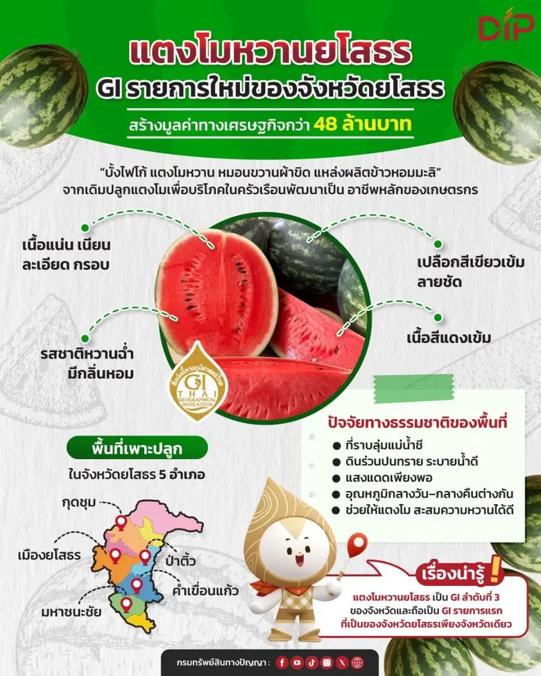 กรมทรัพย์สินทางปัญญาประกาศขึ้นทะเบียน "แตงโมหวานยโสธร" สินค้า GI รายการใหม่ของจังหวัดยโสธร สร้างมูลค่าเพิ่มสินค้าเกษตรและยกระดับเศรษฐกิจชุมชน