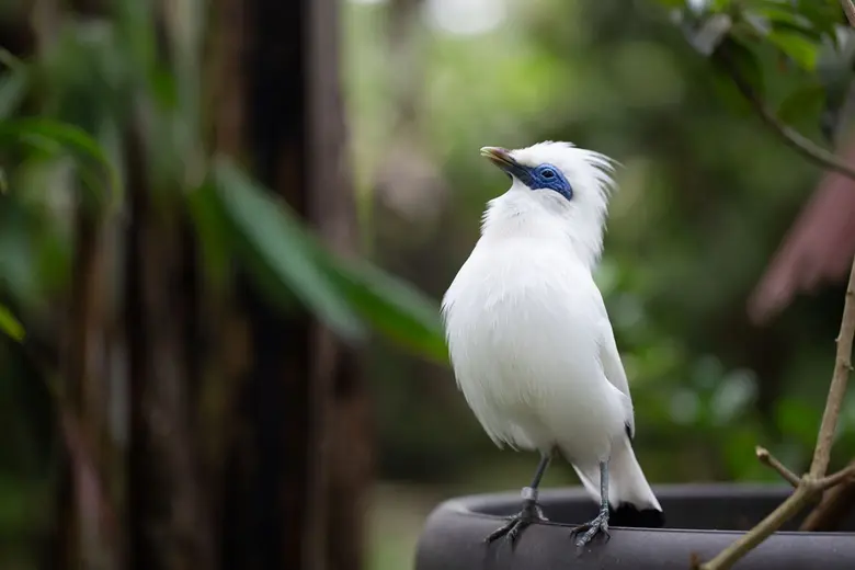 Anantara Ubud Bali Resort Releases Endangered Bali Starling Back into the Wild with Launch of New Conservation Programme