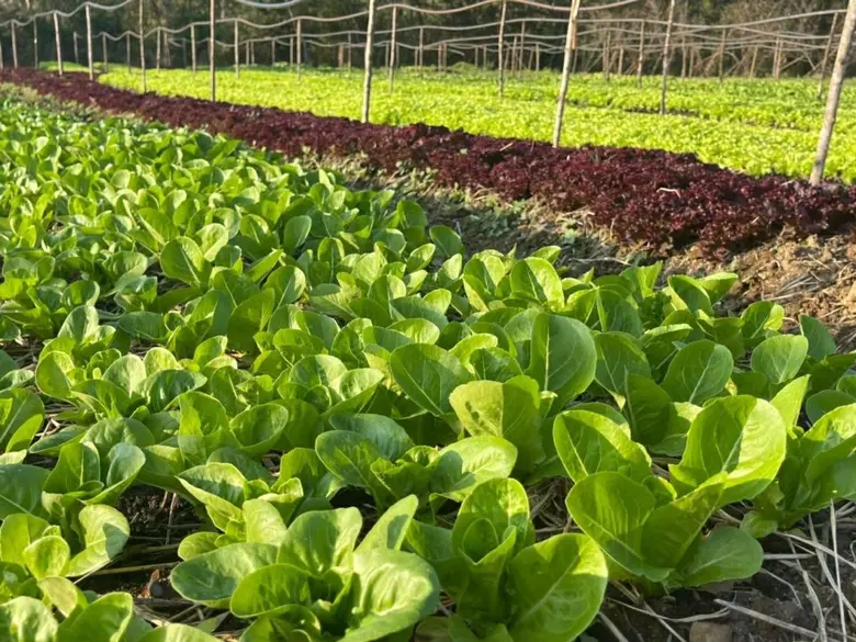 จากฟาร์มผักออร์แกนิค…สู่เมนูอาหารที่ห้องอาหารรุกข์ คูซีน โรงแรมรุกข์ คีรี เขาใหญ่ เดอะ เซ็นทารา คอลเลกชัน