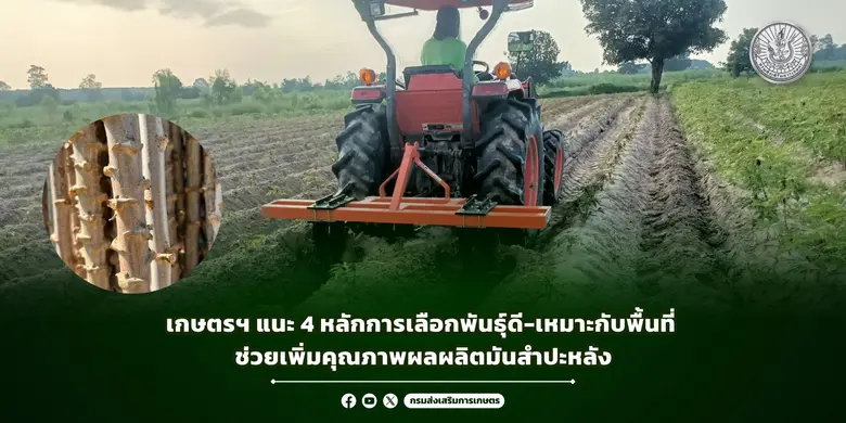 เกษตรฯ แนะ 4 หลักการเลือกพันธุ์ดี-เหมาะกับพื้นที่ ช่วยเพิ่มคุณภาพผลผลิตมันสำปะหลัง