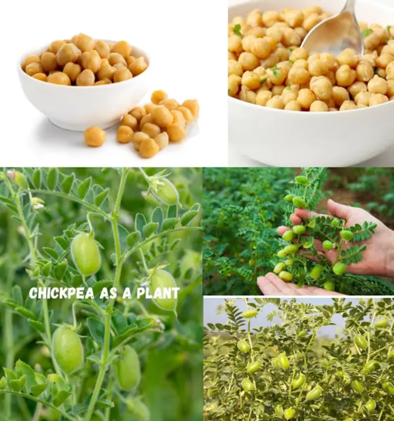 วว. พัฒนา "เครื่องดื่มโยเกิร์ตจากถั่วชิกพีพร้อมชงเสริมโพรไบโอติก" ตอบโจทย์สายสุขภาพ