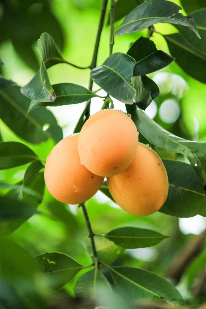 กรมทรัพย์สินทางปัญญา ผนึกกำลังร้าน Blue by Alain Ducasse เสิร์ฟเมนูสุดพิเศษ "เดนิชมะยงชิด" บนโต๊ะมิชลิน! ยกระดับ GI ไทย ผสานขนมอบสไตล์ฝรั่งเศสได้อย่างลงตัว