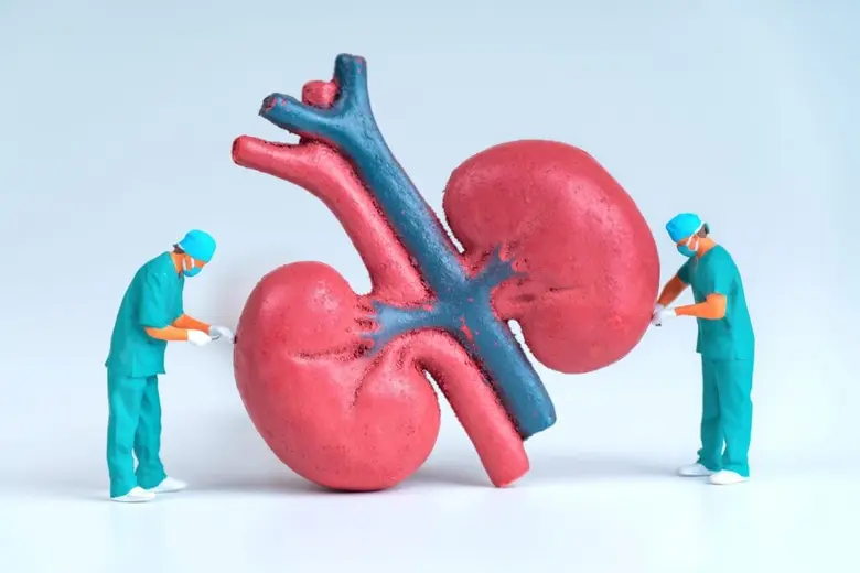 "แลคโตบาซิลัส แรมโนซัส แอล34" โพรไบโอติกประจำถิ่น ลดการอักเสบ ในผู้ป่วยโรคไตเรื้อรัง