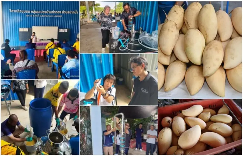 วว. ติดตามผลแปรรูปมะม่วงตกเกรด หนุนวิสาหกิจชุมชนสุพรรณบุรี