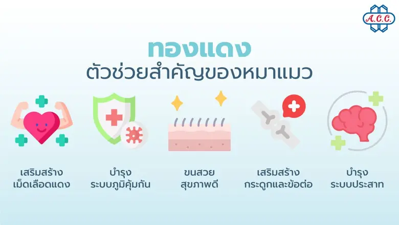เตือนคนรักสัตว์ เลี้ยงหมาแมวด้วยอาหารโฮมเมด เสี่ยงขาดแร่ธาตุทองแดง แนะเสริมด้วยคอปเปอร์ซัลเฟตอย่างปลอดภัย