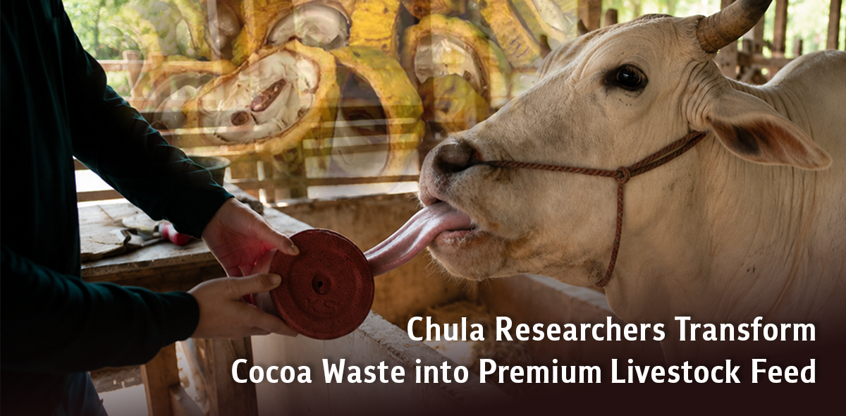 Chula Researchers Transform Cocoa Waste into Premium Livestock Feed