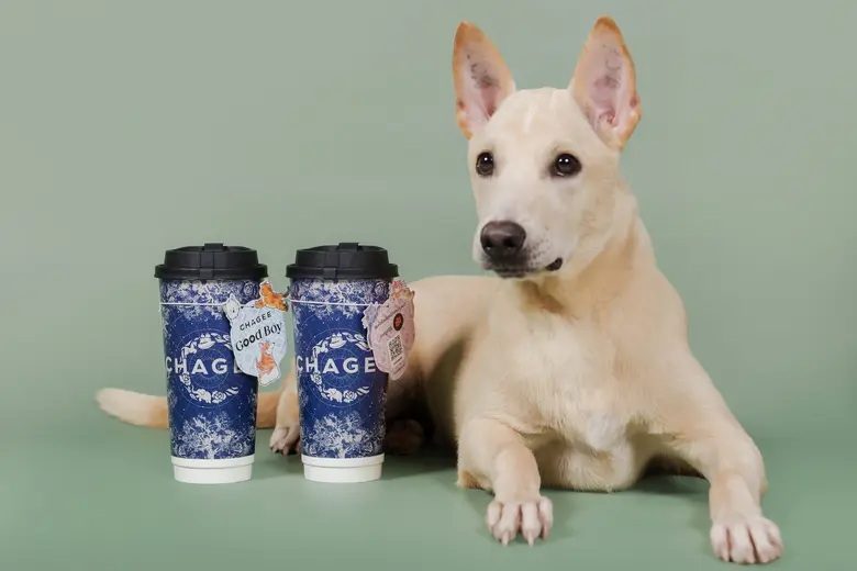 CHAGEE จับมือ Soi Dog เปิดตัวโครงการ CSR สุดอบอุ่น "Sip for Paws" เปลี่ยนทุกจิบเป็นพลังให้เพื่อนสี่ขา