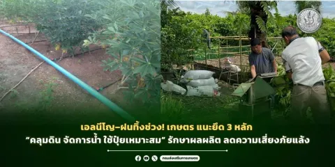 เอลนีโญ-ฝนทิ้งช่วง! เกษตร แนะยึด 3 หลัก "คลุมดิน จัดการน้ำ ใช้ปุ๋ยเหมาะสม" รักษาผลผลิต ลดความเสี่ยงภัยแล้ง