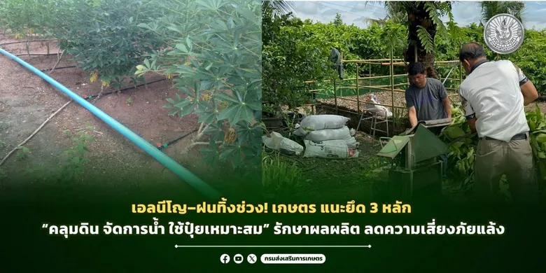 เอลนีโญ-ฝนทิ้งช่วง! เกษตร แนะยึด 3 หลัก "คลุมดิน จัดการน้ำ ใช้ปุ๋ยเหมาะสม" รักษาผลผลิต ลดความเสี่ยงภัยแล้ง