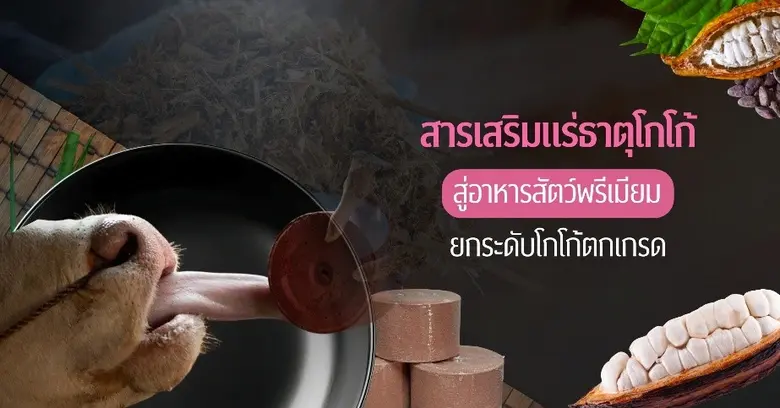 วัวอารมณ์ดี เกษตรกรมีรายได้ ด้วย "สารเสริมแร่ธาตุจากโกโก้" ผลงานนักวิจัยจุฬาฯ ยกระดับโกโก้ตกเกรด สู่อาหารสัตว์พรีเมียม