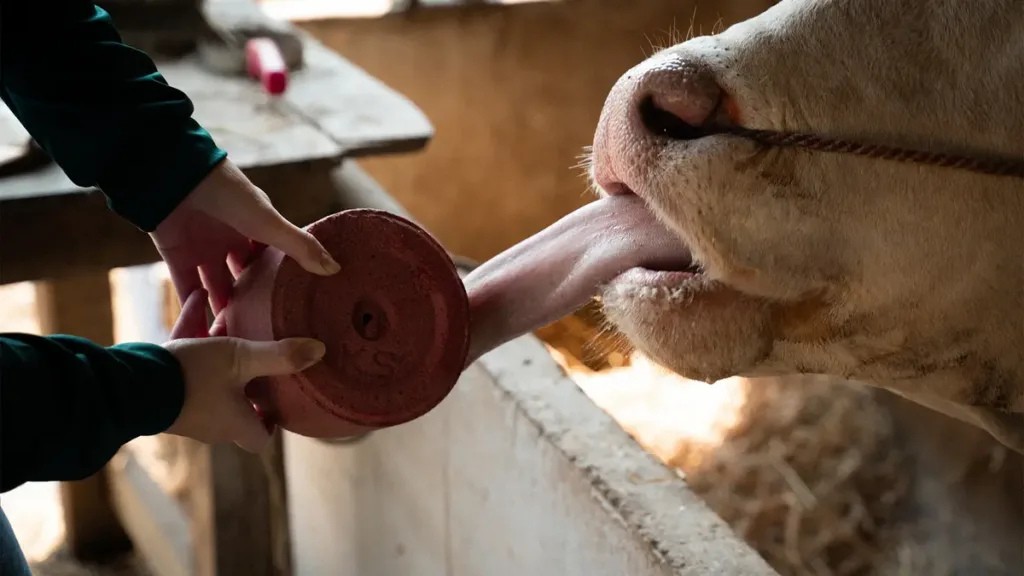 Happy Cows, Higher Income for Farmers with "Cocoa-Based Mineral Supplement" Chula Researchers Transform Low-Grade Cocoa into Premium Animal Feed