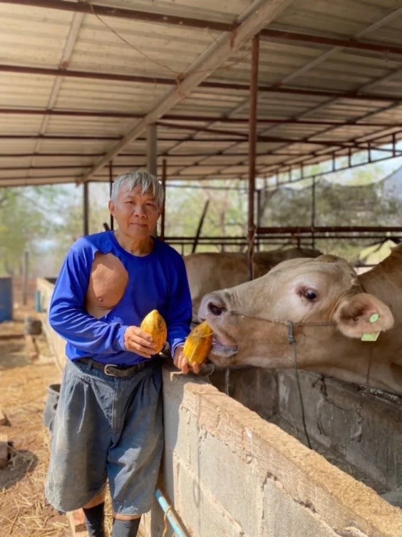 Happy Cows, Higher Income for Farmers with "Cocoa-Based Mineral Supplement" Chula Researchers Transform Low-Grade Cocoa into Premium Animal Feed