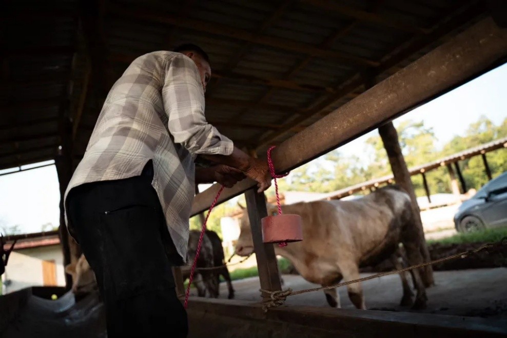 Happy Cows, Higher Income for Farmers with "Cocoa-Based Mineral Supplement" Chula Researchers Transform Low-Grade Cocoa into Premium Animal Feed