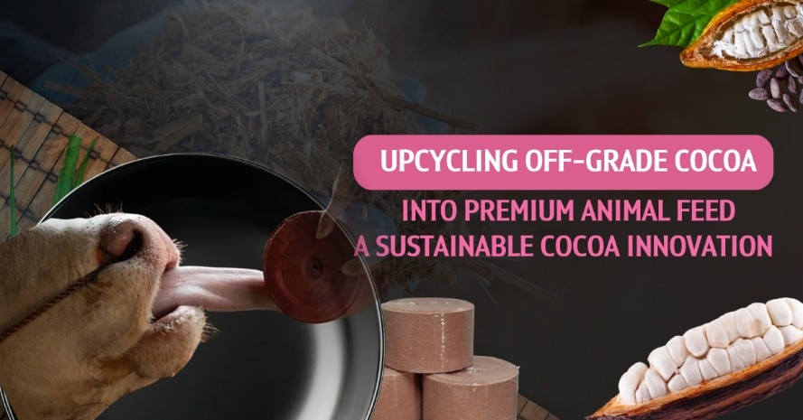 Happy Cows, Higher Income for Farmers with "Cocoa-Based Mineral Supplement" Chula Researchers Transform Low-Grade Cocoa into Premium Animal Feed