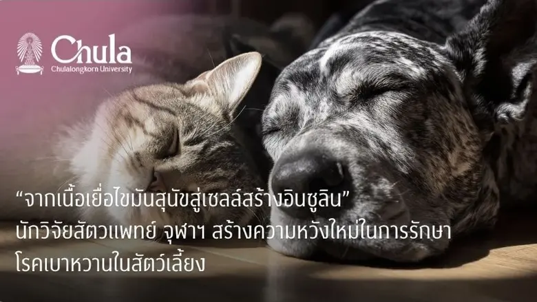 "จากเนื้อเยื่อไขมันสุนัขสู่เซลล์สร้างอินซูลิน" นักวิจัยสัตวแพทย์ จุฬาฯ สร้างความหวังใหม่ในการรักษาโรคเบาหวานในสัตว์เลี้ยง