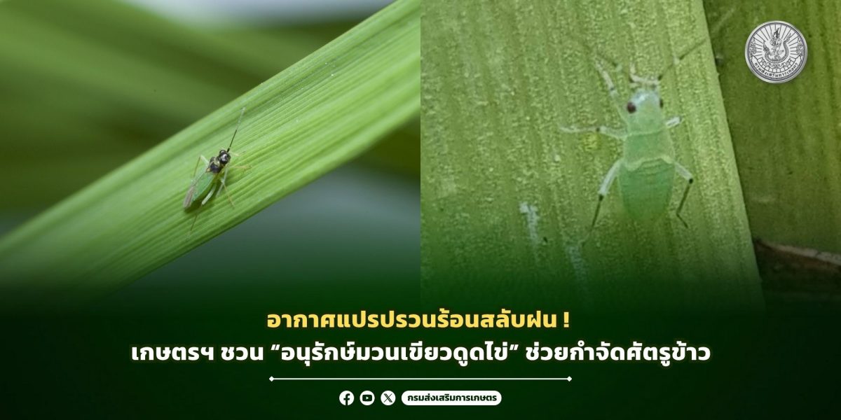 อากาศแปรปรวนร้อนสลับฝน! เกษตรฯ ชวน "อนุรักษ์มวนเขียวดูดไข่" ช่วยกำจัดศัตรูข้าว