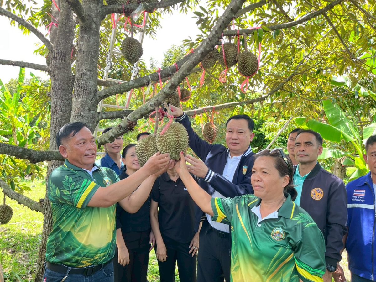 "บุกสวน ชวนฟิน กินทุเรียนนาป่า" คึกคัก! เกษตรเมืองเพชรบูรณ์เดินหน้าหนุนท่องเที่ยวเชิงเกษตร ดันทุเรียนท้องถิ่นสู่แหล่งท่องเที่ยวคุณภาพ