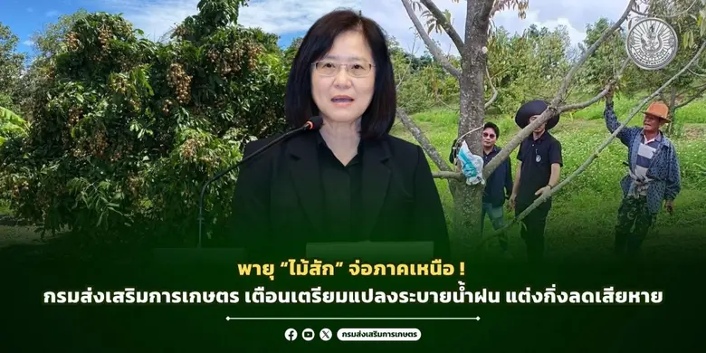 พายุ "ไม้สัก" จ่อภาคเหนือ กรมส่งเสริมการเกษตร เตือนเตรียมแปลงระบายน้ำฝน แต่งกิ่งลดเสียหาย