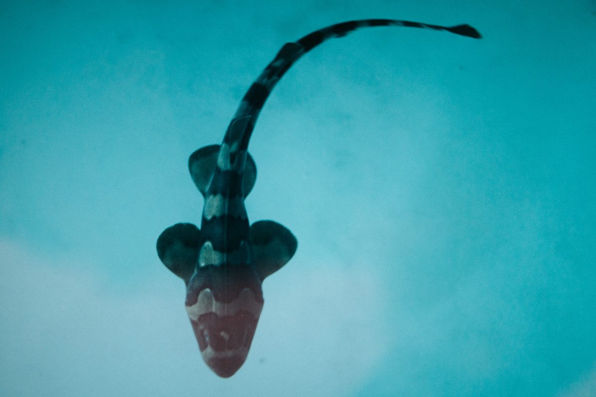 JW Marriott Khao Lak Resort &amp; Spa Marks International Shark Awareness Day with Landmark 70th Bamboo Shark Release