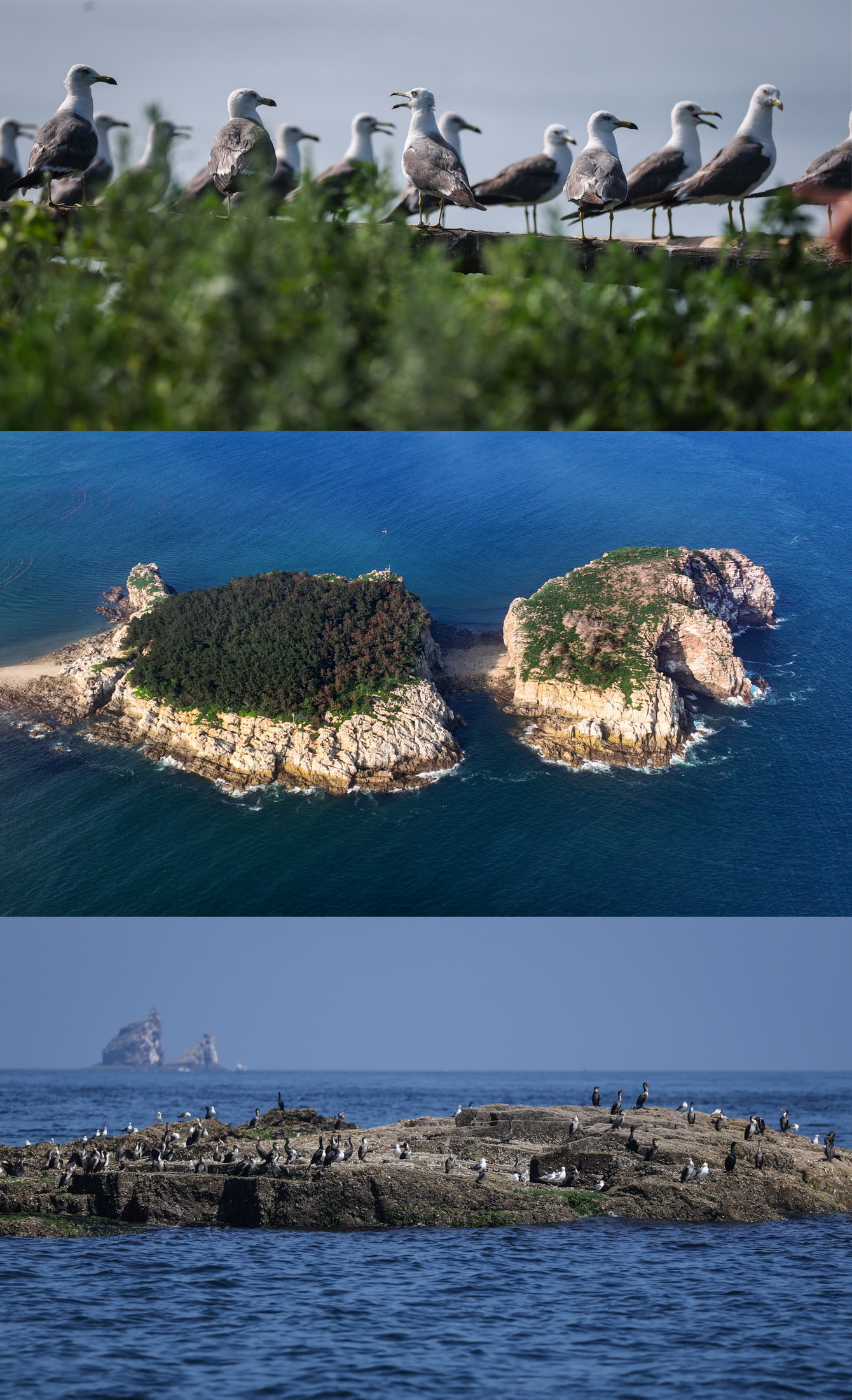 Dalian's Changshan Islands Migratory Bird Habitat Successfully Inscribed as a World Natural Heritage Site