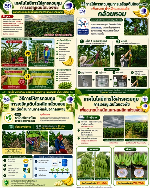 วว. ชูนวัตกรรม "สารควบคุมการเจริญเติบโตพืช" กอบกู้สวนกล้วยหอม แก้ปัญหาต้นหักโค่นจากลมพายุ พร้อมเพิ่มขนาดผลผลิต-เพิ่มรายได้เกษตรกรไทย 20-25%