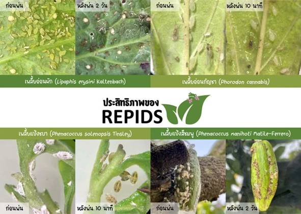 Repids: Turning Used Cooking Oil into Organic Insecticide - A Community Innovation from Chulalongkorn University