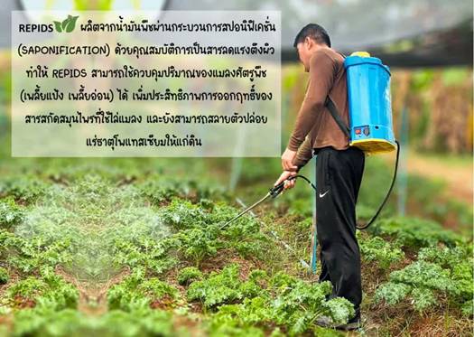 Repids: Turning Used Cooking Oil into Organic Insecticide - A Community Innovation from Chulalongkorn University