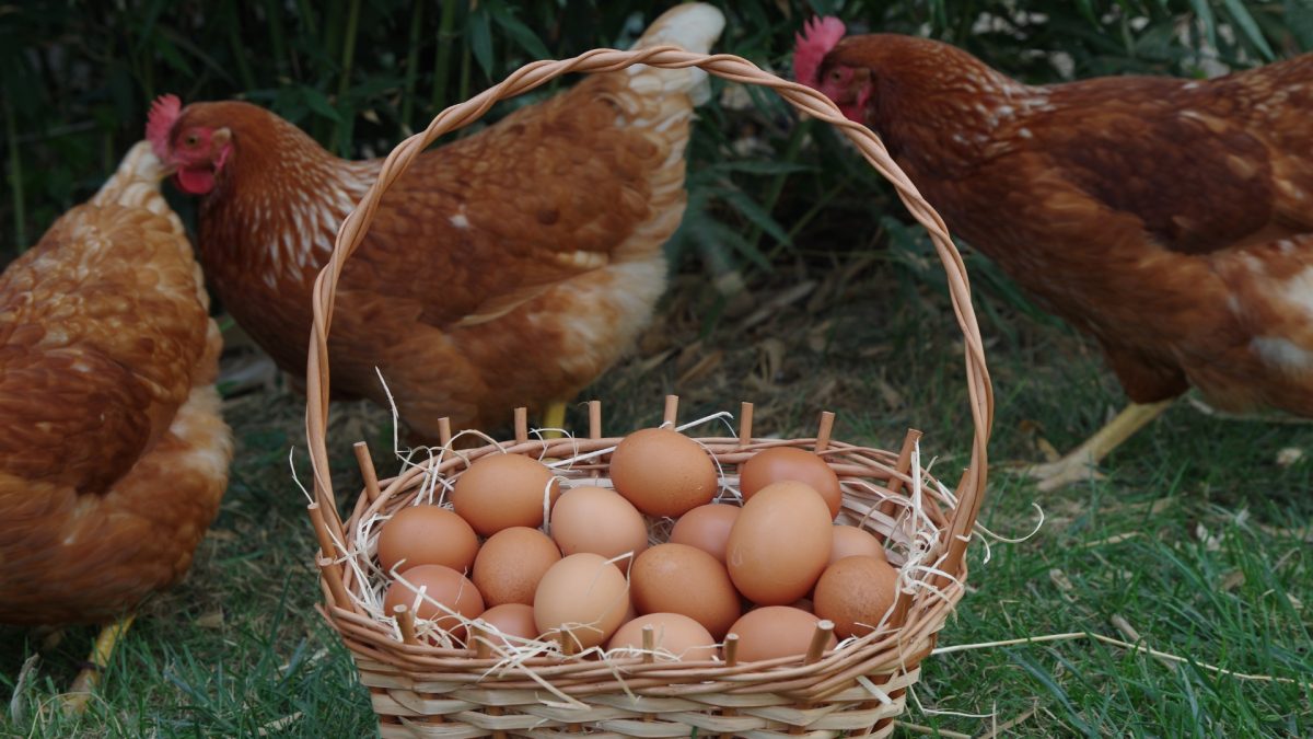ไข่ไก่อารมณ์ดี กำลังเป็นกระแส แล้วรู้หรือไม่แม่ไก่มีชีวิตอย่างไร?" ซิเนอร์เจีย แอนนิมอล ชวนมองให้ลึกกว่า 'คำบนกล่อง'