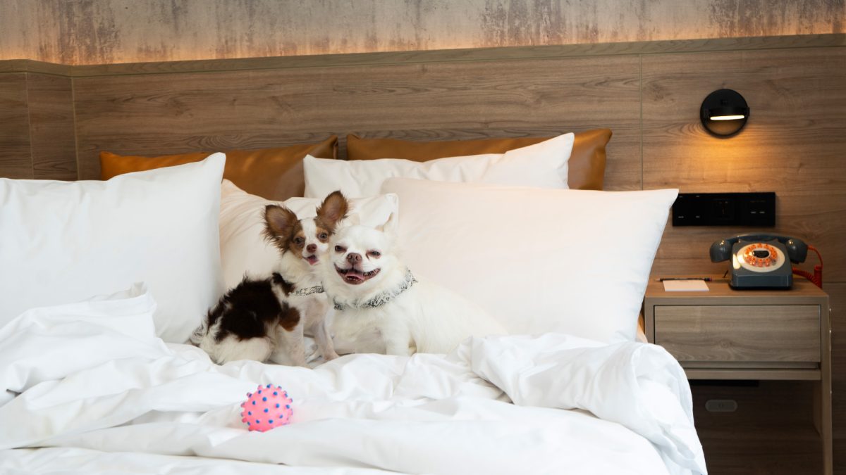 MARRIOTT BONVOY INVITES PET PARENTS AND THEIR FURRY COMPANIONS TO ENJOY PURR-FECT PET-FRIENDLY ESCAPES IN THAILAND