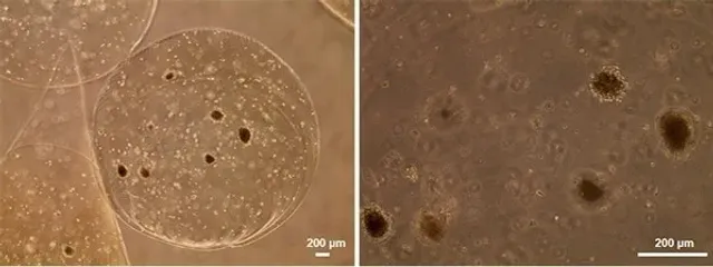 "From Canine Fat Tissue to Insulin-Producing Cells": Chula Veterinary Researchers Offer New Hope for Diabetes Treatment in Pets