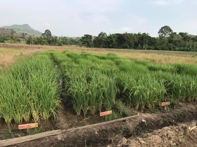 ม.มหิดล เตรียมเปิดหลักสูตรวิทยาศาสตรมหาบัณฑิต สาขาเทคโนโลยีเกษตรและสิ่งแวดล้อม ประมาณต้นปี2566 ณ วิทยาเขตนครสวรรค์ เพื่อส่งเสริมความปลอดภัยทางอาหารในพื้นที่เกษตร