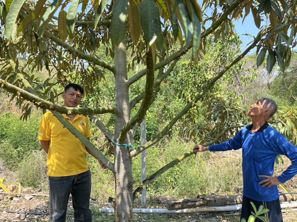 เกษตรหนองหญ้าปล้อง ลงพื้นที่ติดตามสถานการณ์การผลิตทุเรียนและสถานการณ์น้ำในพื้นที่