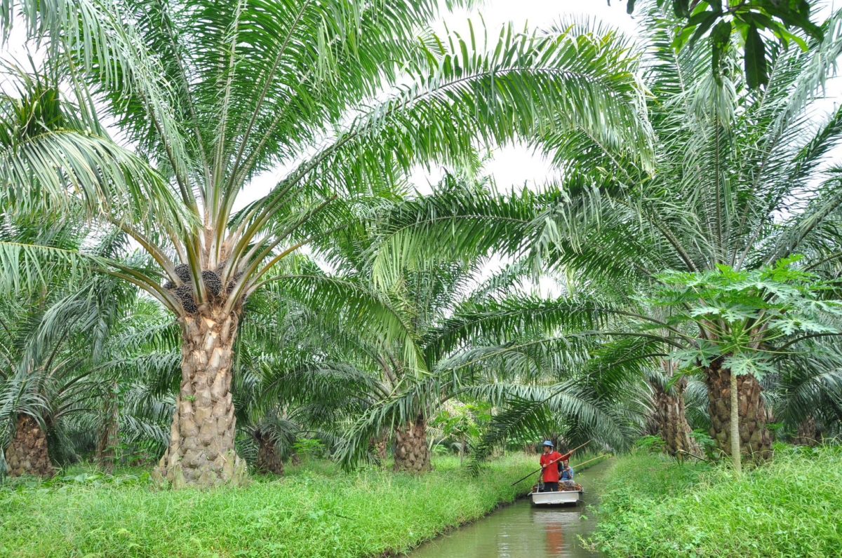 Bangchak Ready to Respond to Government's Call to Purchase B100 at a Standardized Price, Addressing Fluctuating Palm Oil