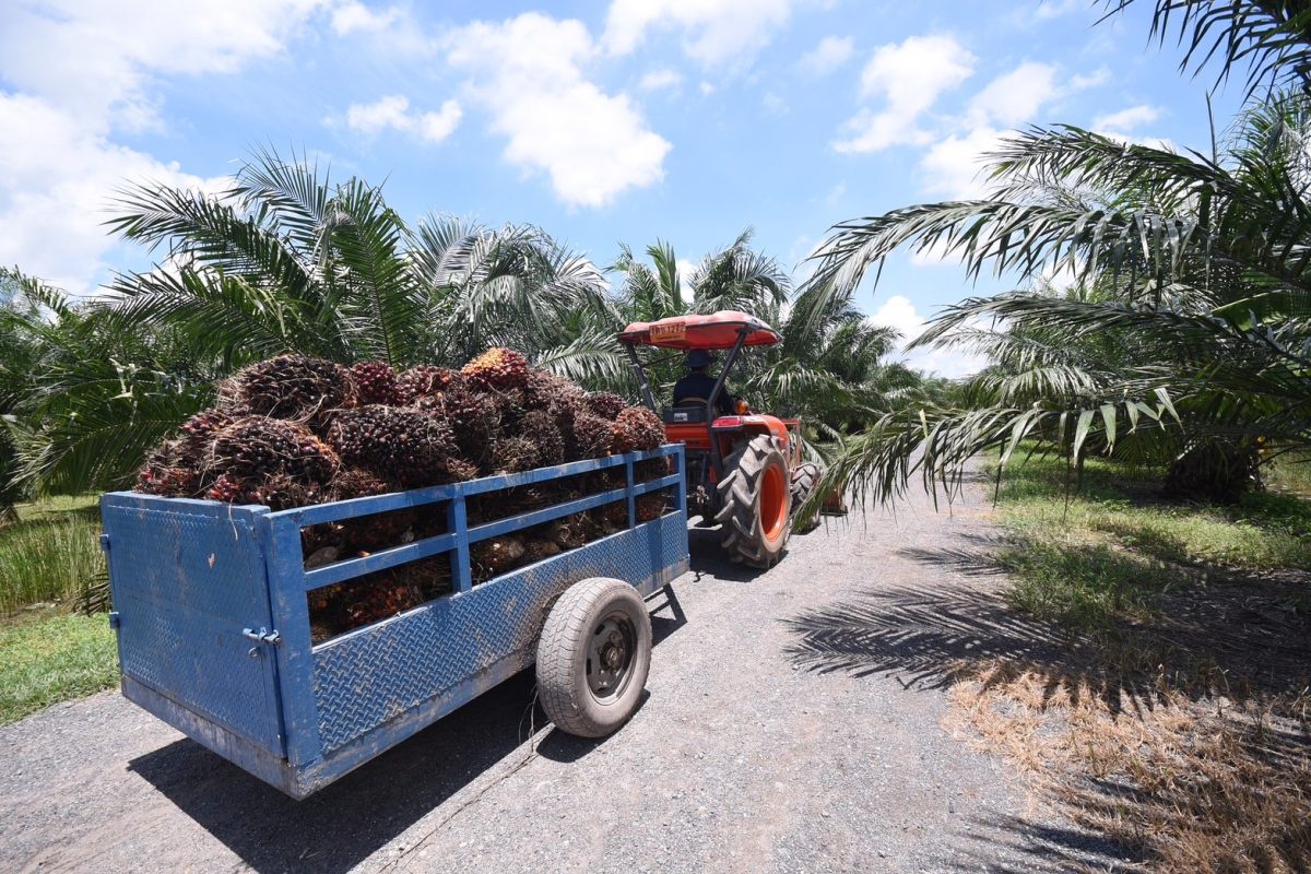 Bangchak Ready to Respond to Government's Call to Purchase B100 at a Standardized Price, Addressing Fluctuating Palm Oil Prices