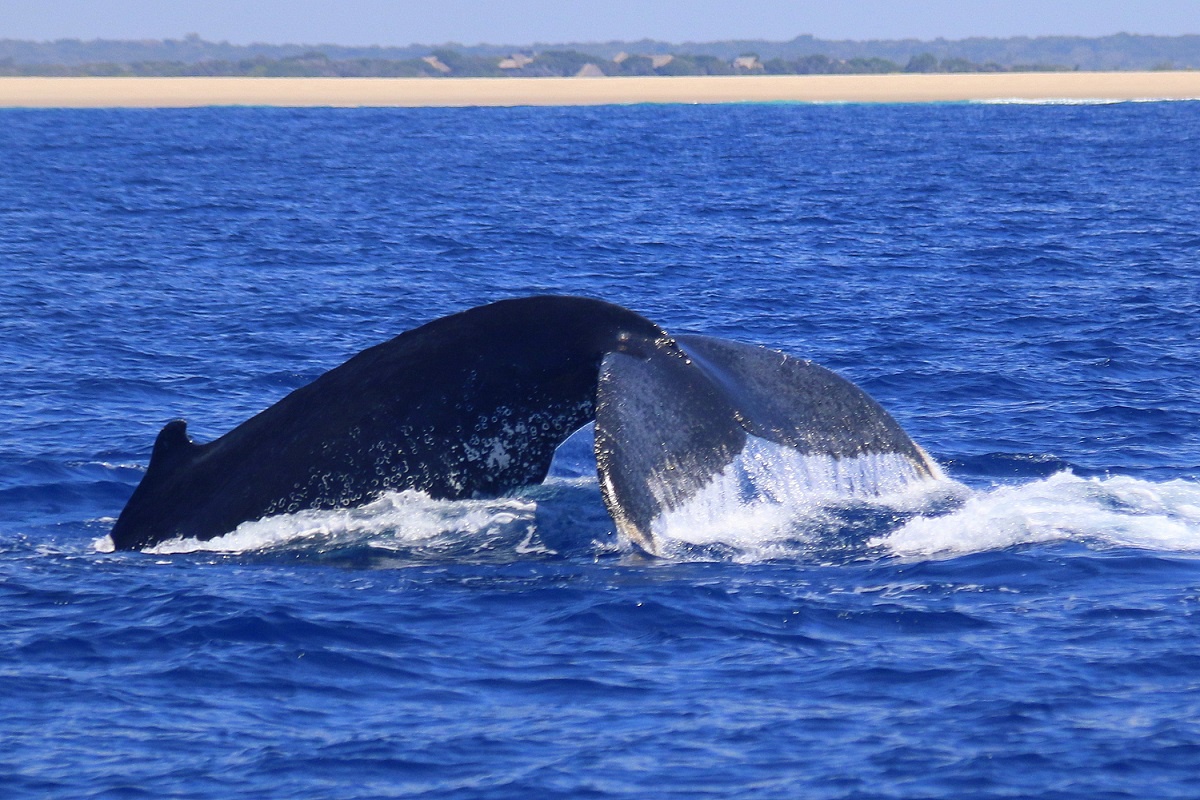 A Spectacular Whale Watching Experience in Mozambique