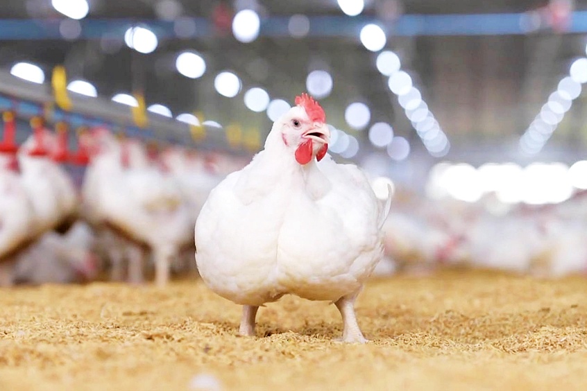 CP Foods' 'Compartment' System Ensures Space-Standard Food Safety for Chicken Meat