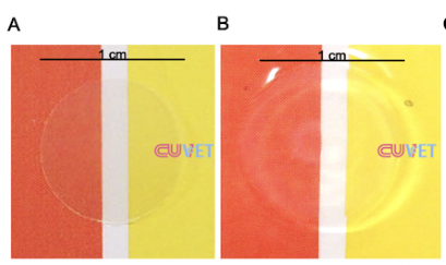 3D Artificial Cornea from Stem Cells: Chula Researchers Advance Canine Corneal Wound Treatment