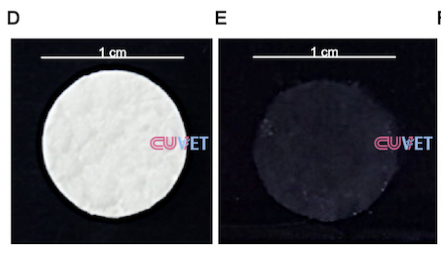 3D Artificial Cornea from Stem Cells: Chula Researchers Advance Canine Corneal Wound Treatment