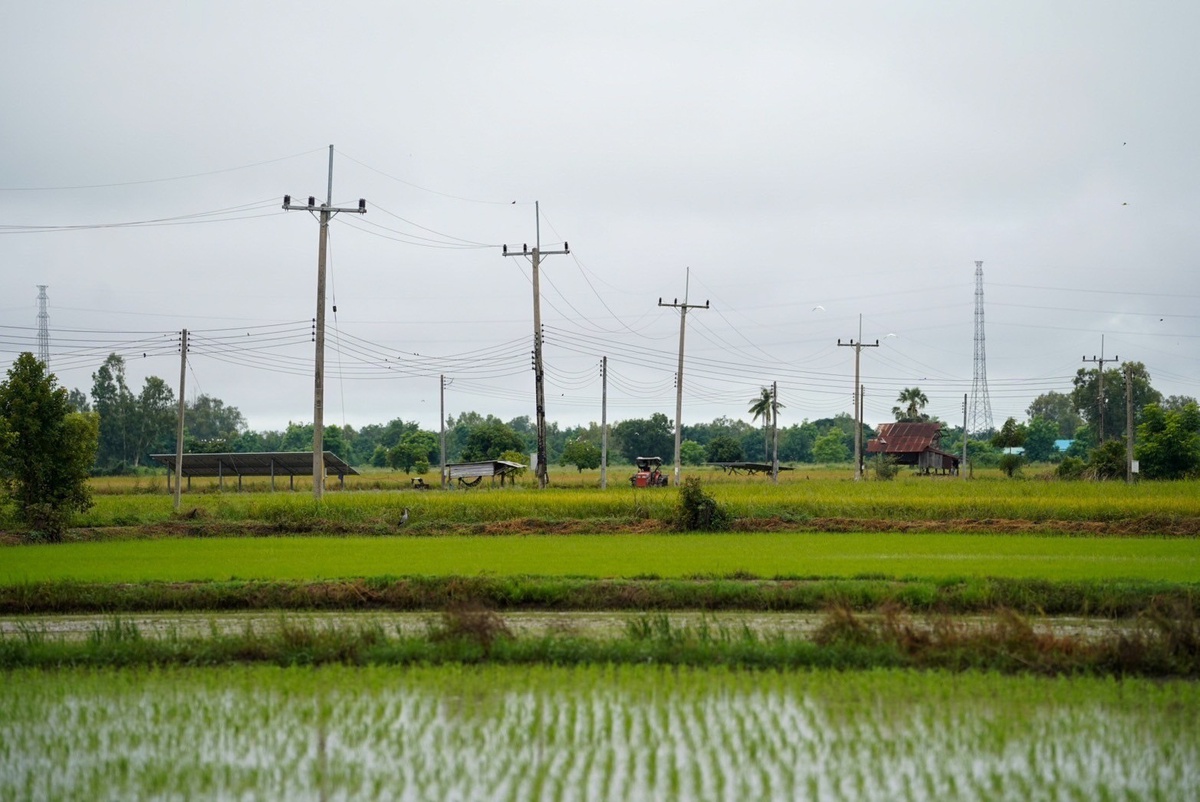 PEA ขยายเขตไฟฟ้าให้พื้นที่ทำกินทางการเกษตร ระยะที่ 2 ในพื้นที่จังหวัดพิจิตร