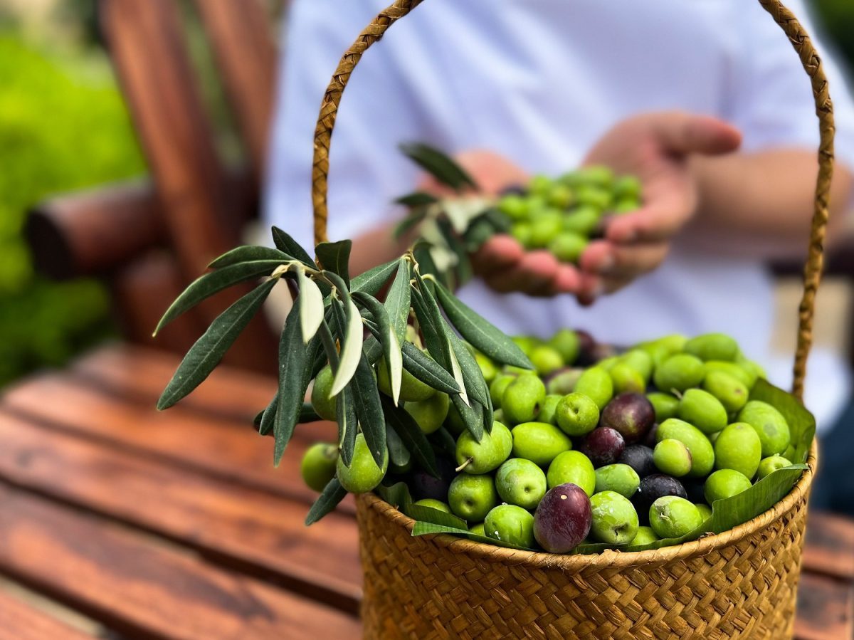 The Olive Harvest Festival Returns to Anantara Al Jabal Al Akhdar for the Third Year