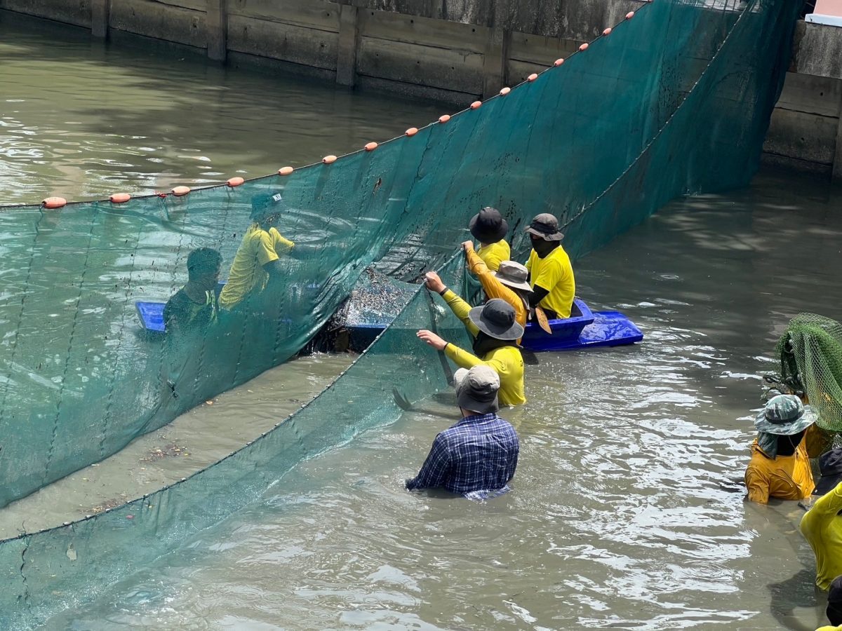 After Month-Long EffortCPF-Fisheries Department Alliance Shows Continuous Decline in Invasive Blackchin Tilapia