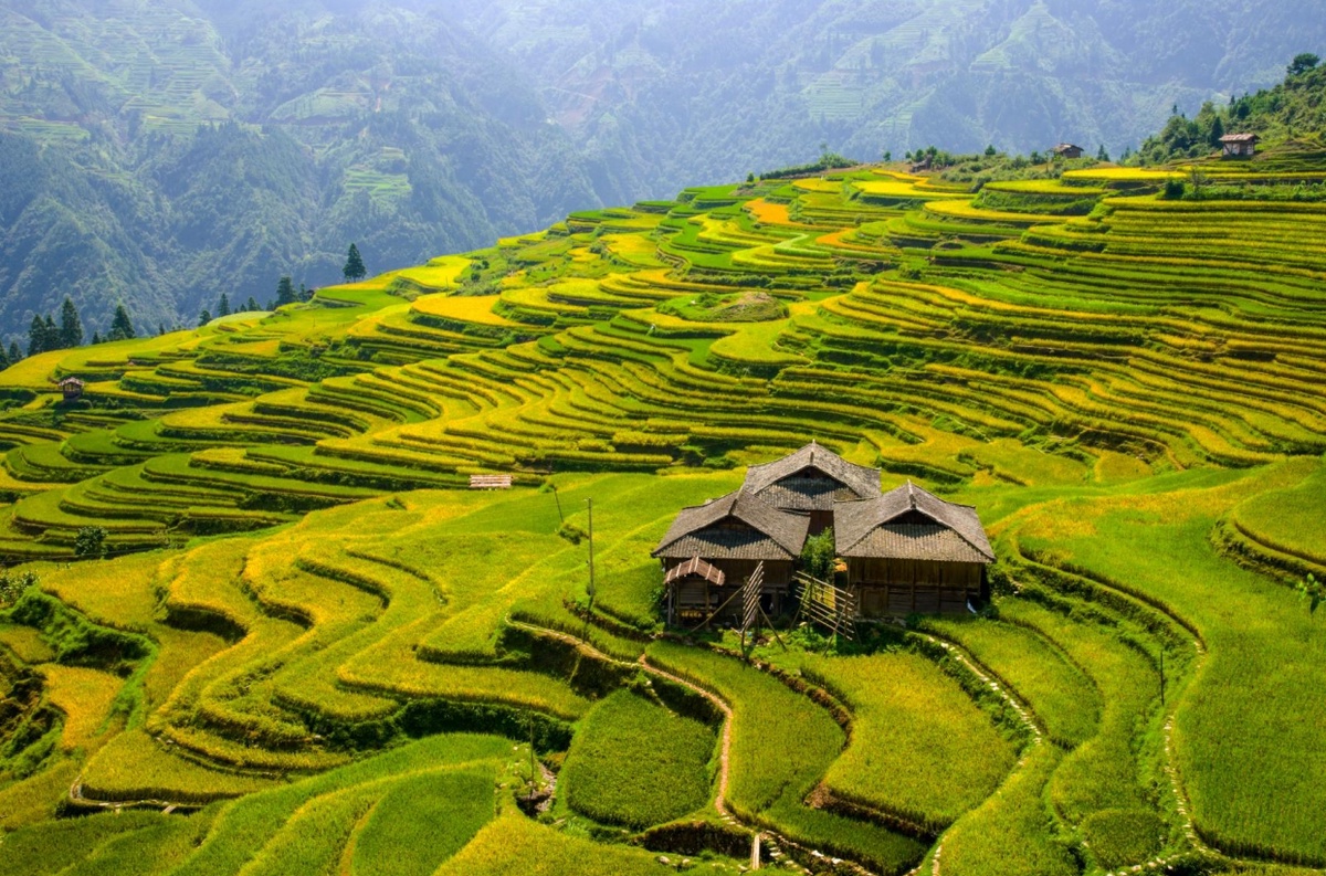 UNESCO-listed rice-fish-duck ecosystem benefits SW China's Guizhou