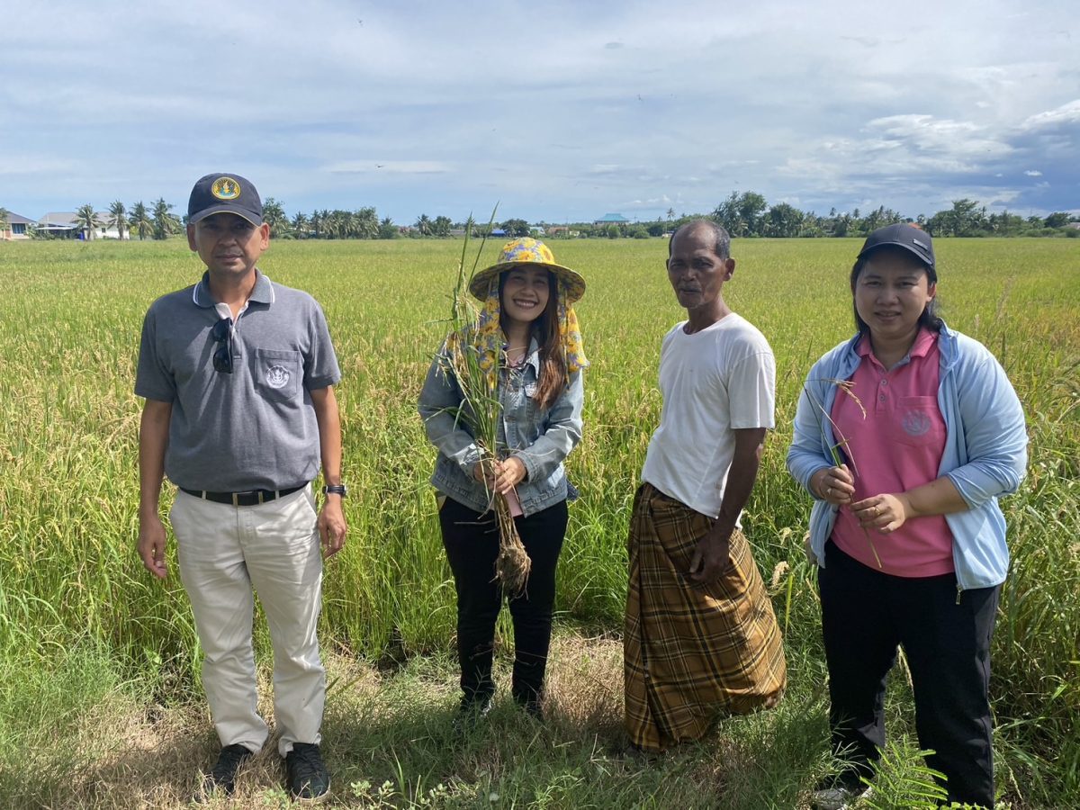 เกษตรอำเภอบ้านแหลม ติดตามสถานการณ์การระบาดโรคและแมลงศัตรูข้าวในพื้นที่ตำบลท่าแร้งและท่าแร้งออก