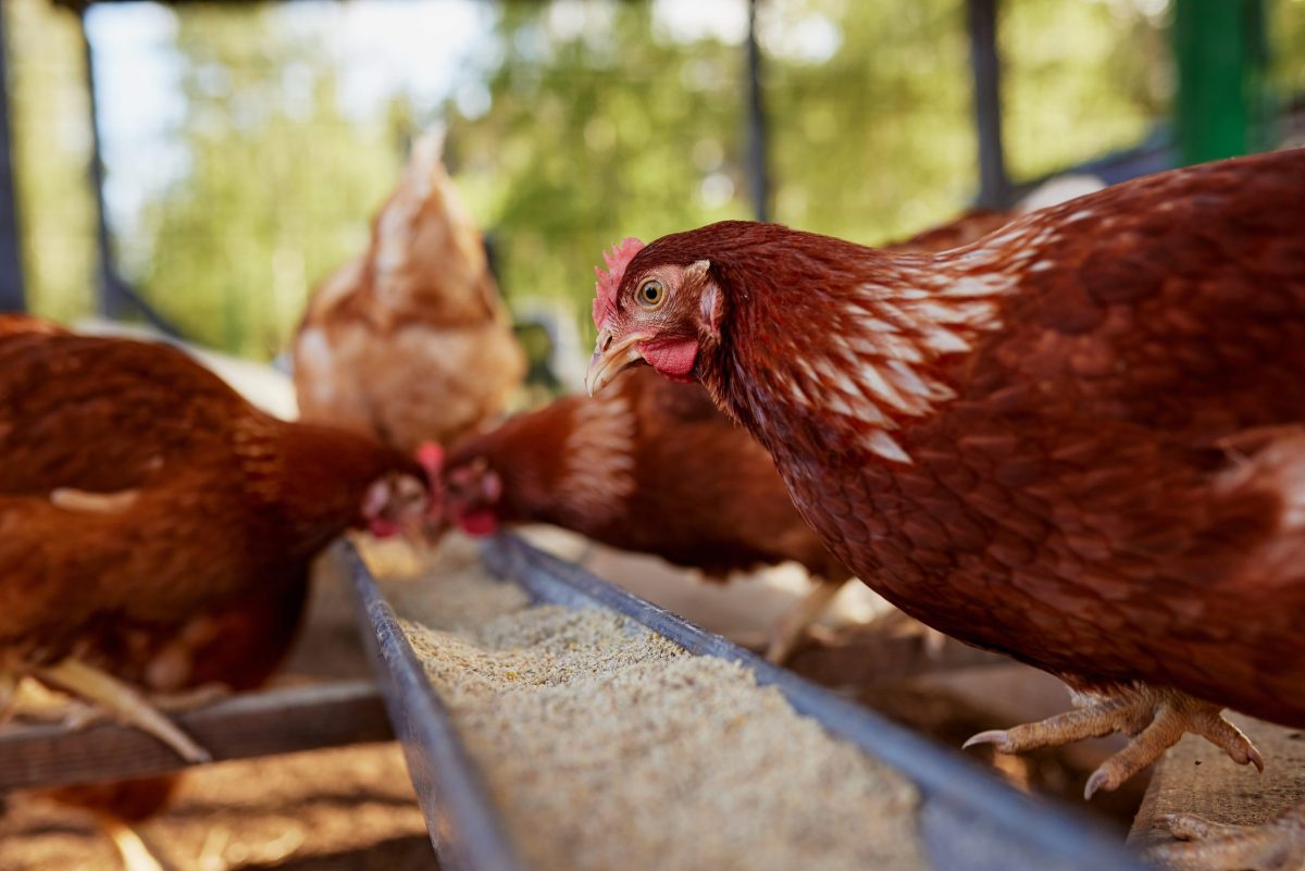 Thai restaurants put the hens first by going cage-free on World Egg Day